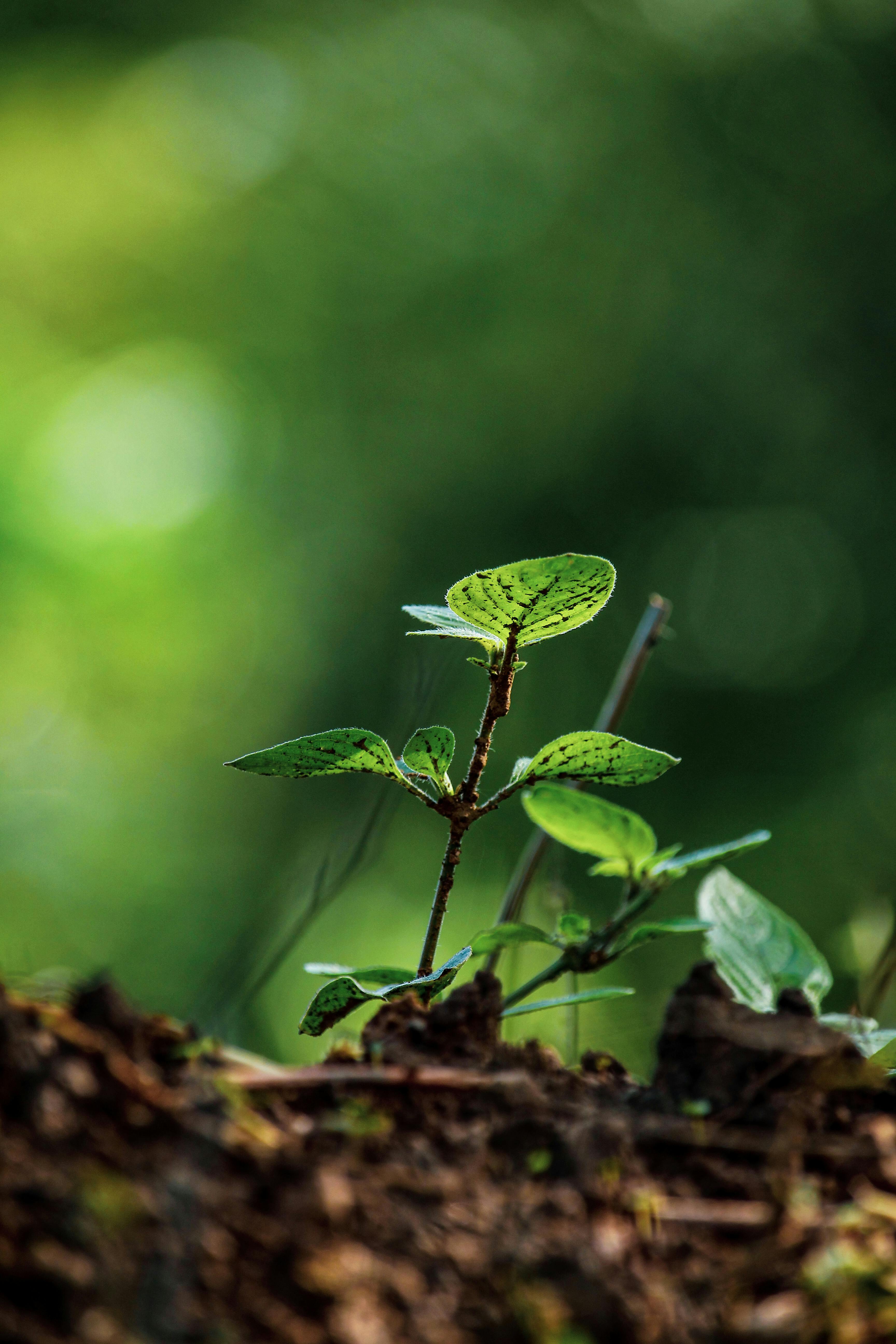 Protection et multiplication des plantes